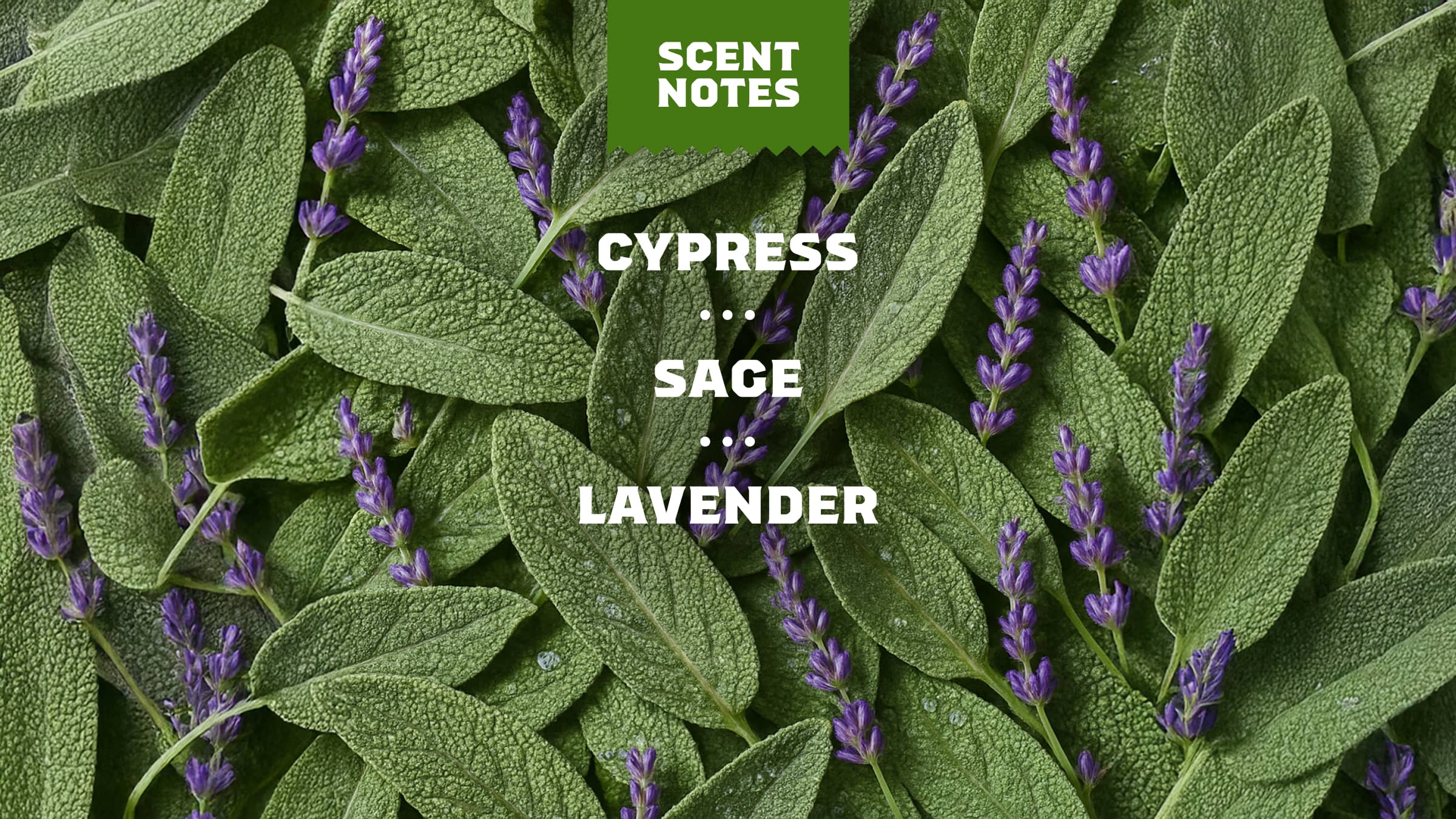 Alpine Sage Deodorant - Soap Built for Men